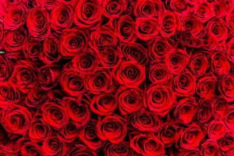 Cento rose rosse